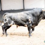 Toros de Jandilla y Vegahermosa para el 23 de mayo de 2019 en Madrid