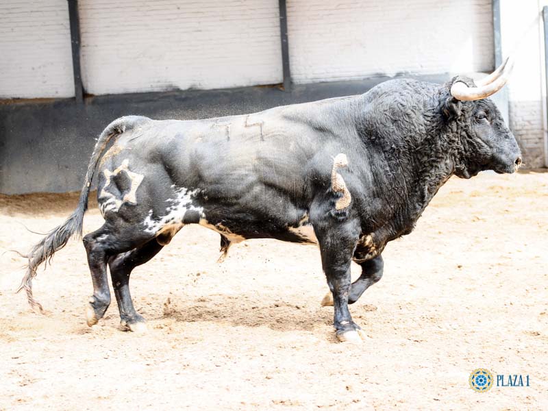 Toros de Jandilla y Vegahermosa para el 23 de mayo de 2019 en Madrid