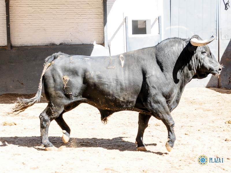 Sorteo. Madrid, 26 de mayo de 2019