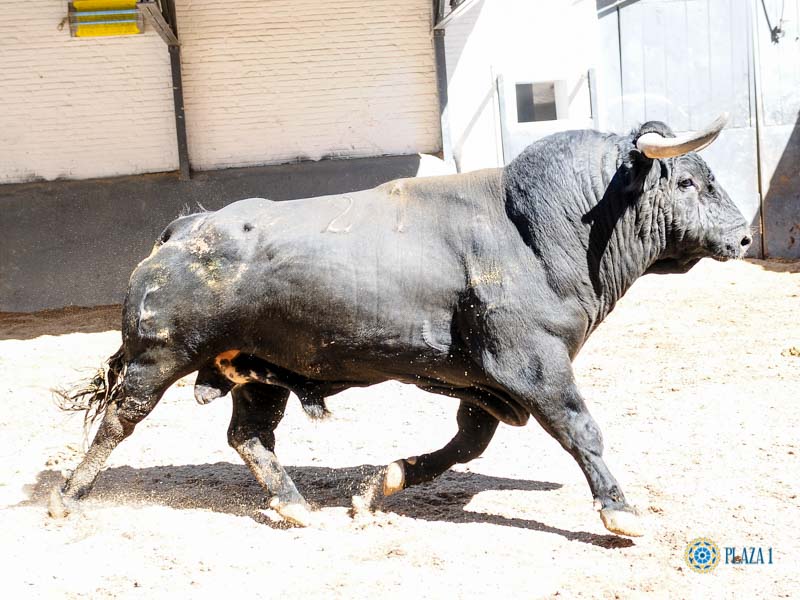 Sorteo. Madrid, 26 de mayo de 2019