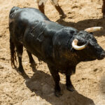 Sorteo. Sevilla, domingo 26 de mayo de 2019