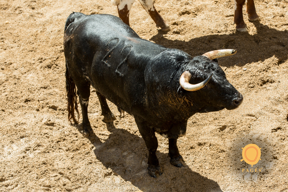 Sorteo. Sevilla, domingo 26 de mayo de 2019