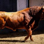 Sorteo. Madrid, sábado 25 de mayo de 2019