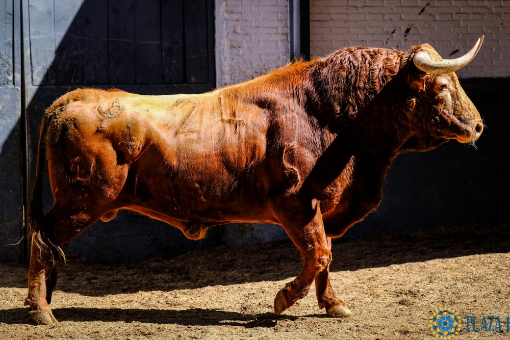 Sorteo. Madrid, sábado 25 de mayo de 2019