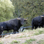 Toros de Santiago Domecq para la Feria de Abril 2019