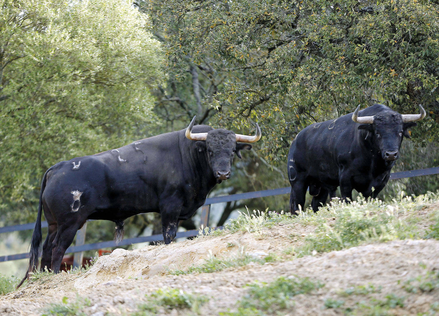 Toros de Santiago Domecq para la Feria de Abril 2019