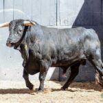 Sorteo. Madrid, 26 de mayo de 2019