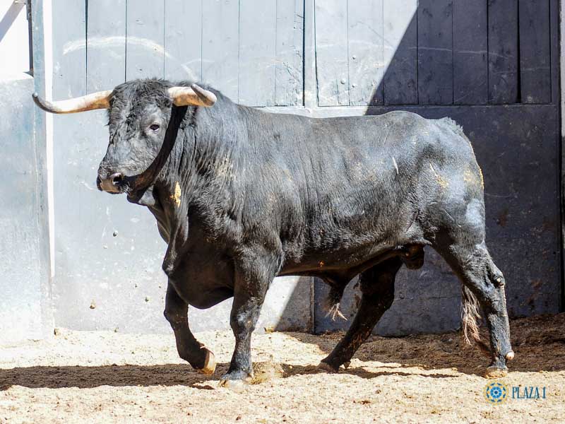 Sorteo. Madrid, 26 de mayo de 2019