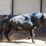 Sorteo, Madrid 19 de mayo de 2019