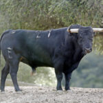 Toros de Santiago Domecq para la Feria de Abril 2019