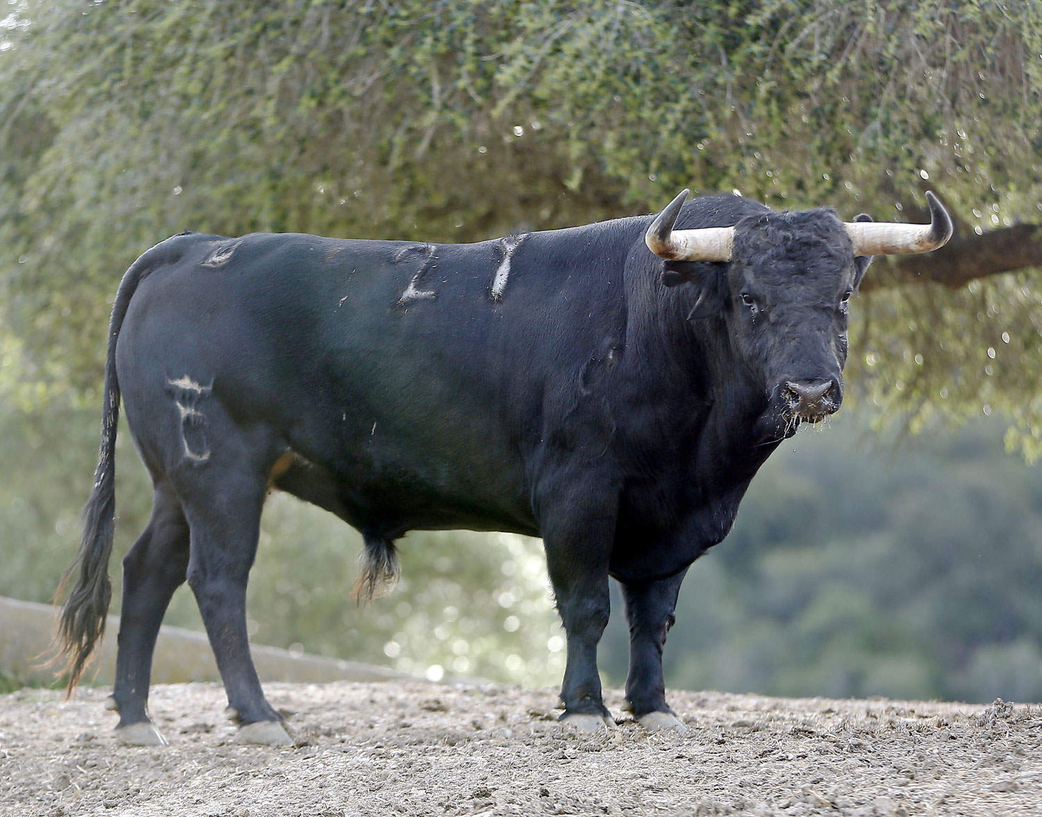 Toros de Santiago Domecq para la Feria de Abril 2019