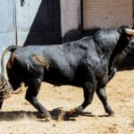 Sorteo. Madrid, 26 de mayo de 2019