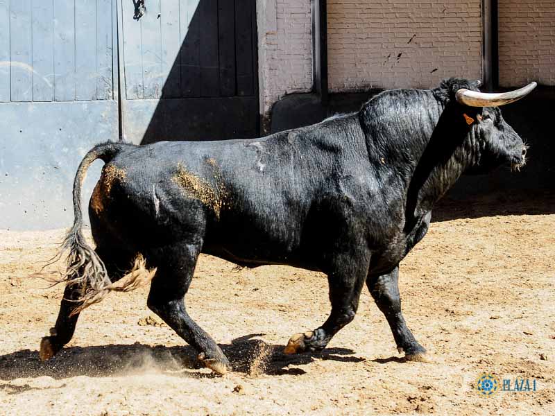 Sorteo. Madrid, 26 de mayo de 2019