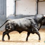 Toros de Jandilla y Vegahermosa para el 23 de mayo de 2019 en Madrid