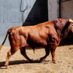 Sorteo, Madrid 18 de mayo de 2019