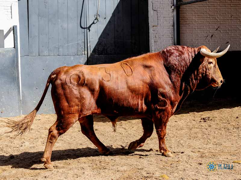 Sorteo, Madrid 18 de mayo de 2019