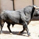 Sorteo. Madrid, 26 de mayo de 2019