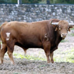 Toros de Santiago Domecq para la Feria de Abril 2019