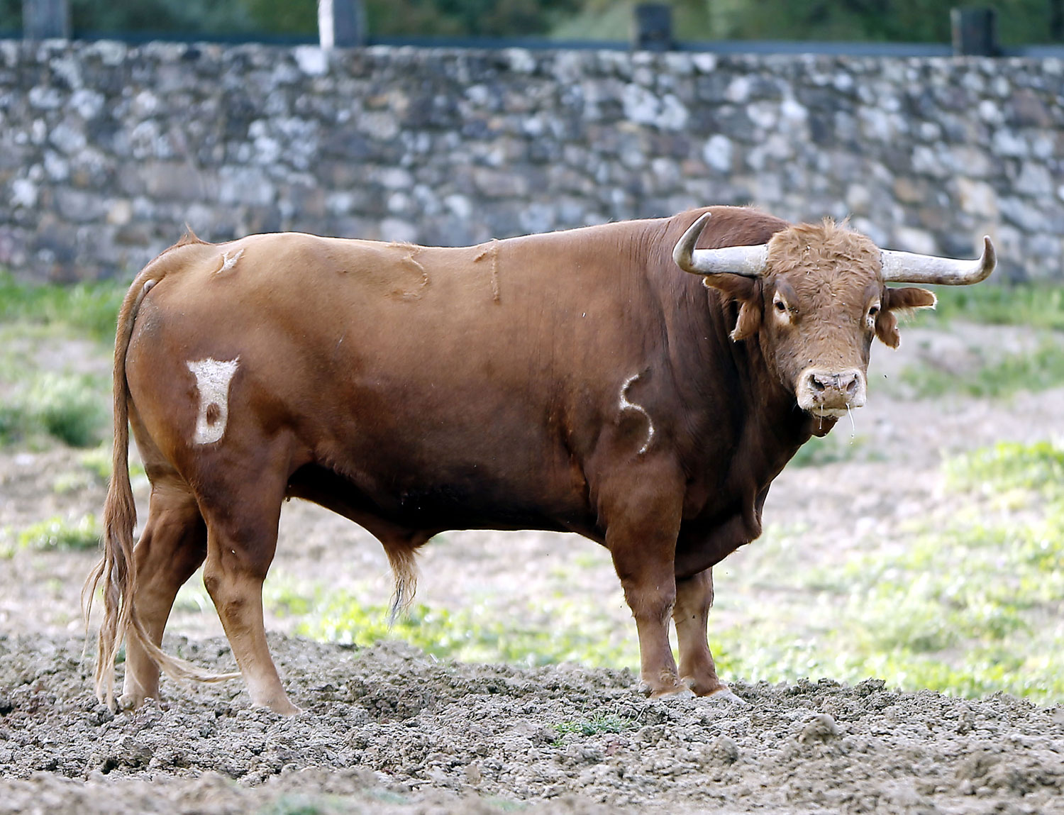 Toros de Santiago Domecq para la Feria de Abril 2019