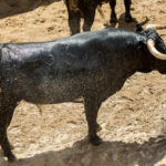 Sorteo. Sevilla, domingo 26 de mayo de 2019