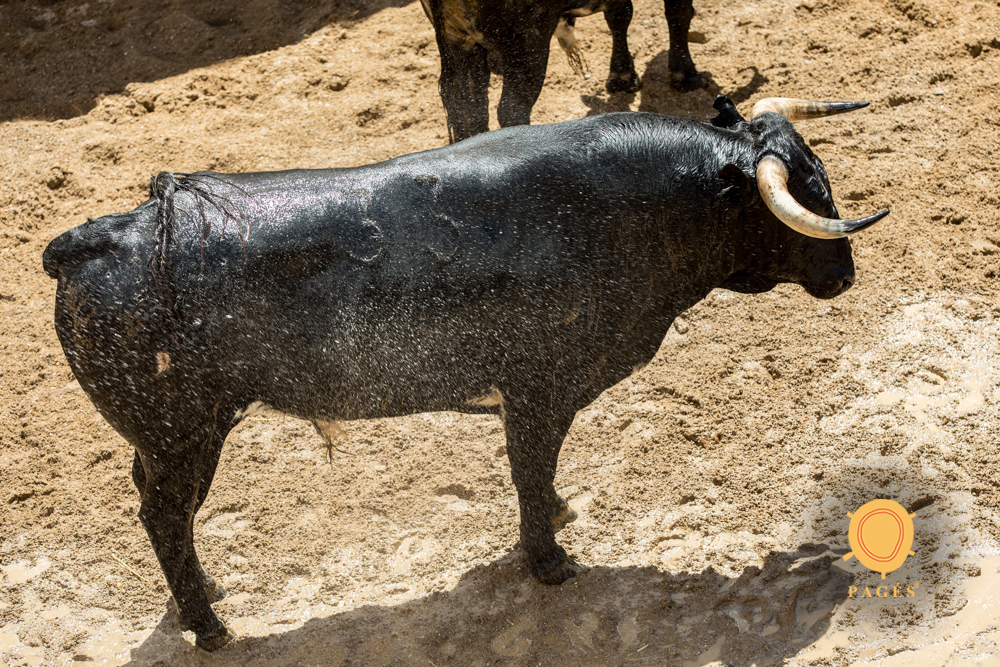 Sorteo. Sevilla, domingo 26 de mayo de 2019