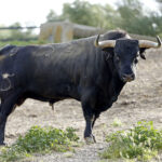 Toros de Santiago Domecq para la Feria de Abril 2019