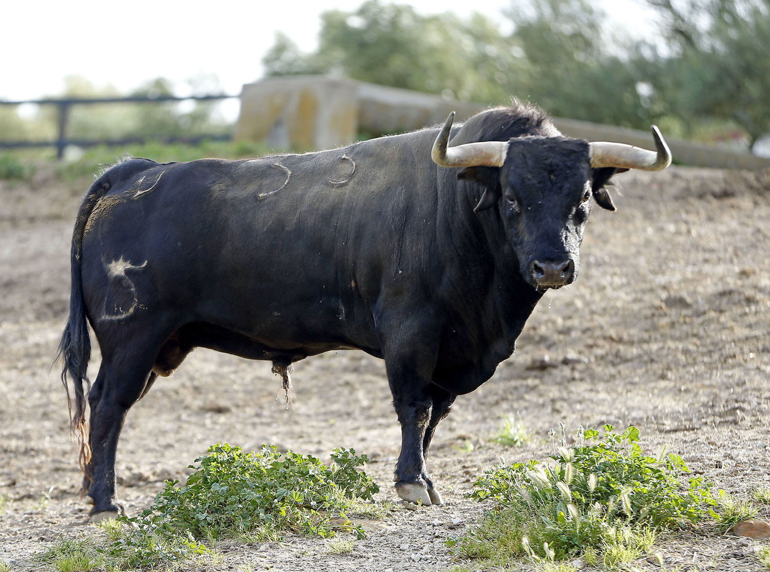 Toros de Santiago Domecq para la Feria de Abril 2019