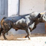 Toros de El Pilar para Madrid. 21 de mayo de 2019