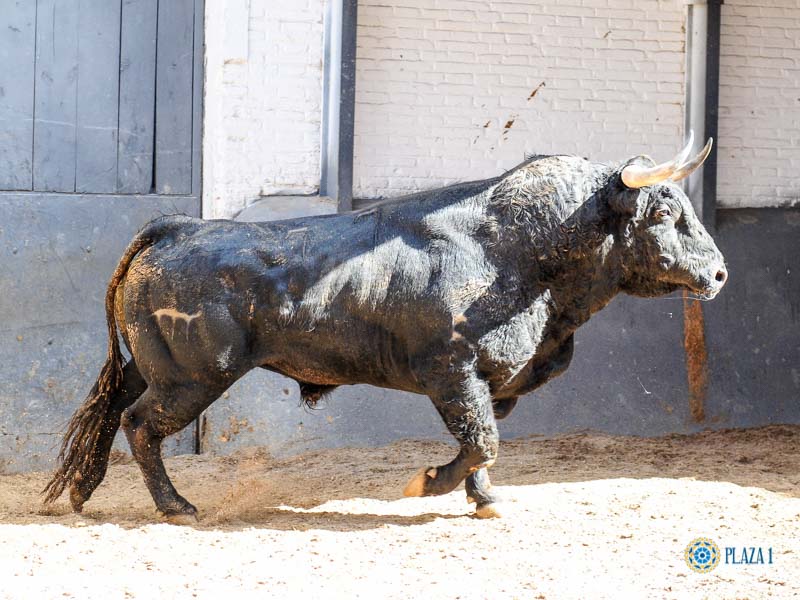Toros de El Pilar para Madrid. 21 de mayo de 2019