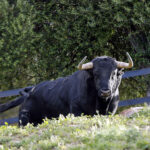 Toros de Santiago Domecq para la Feria de Abril 2019