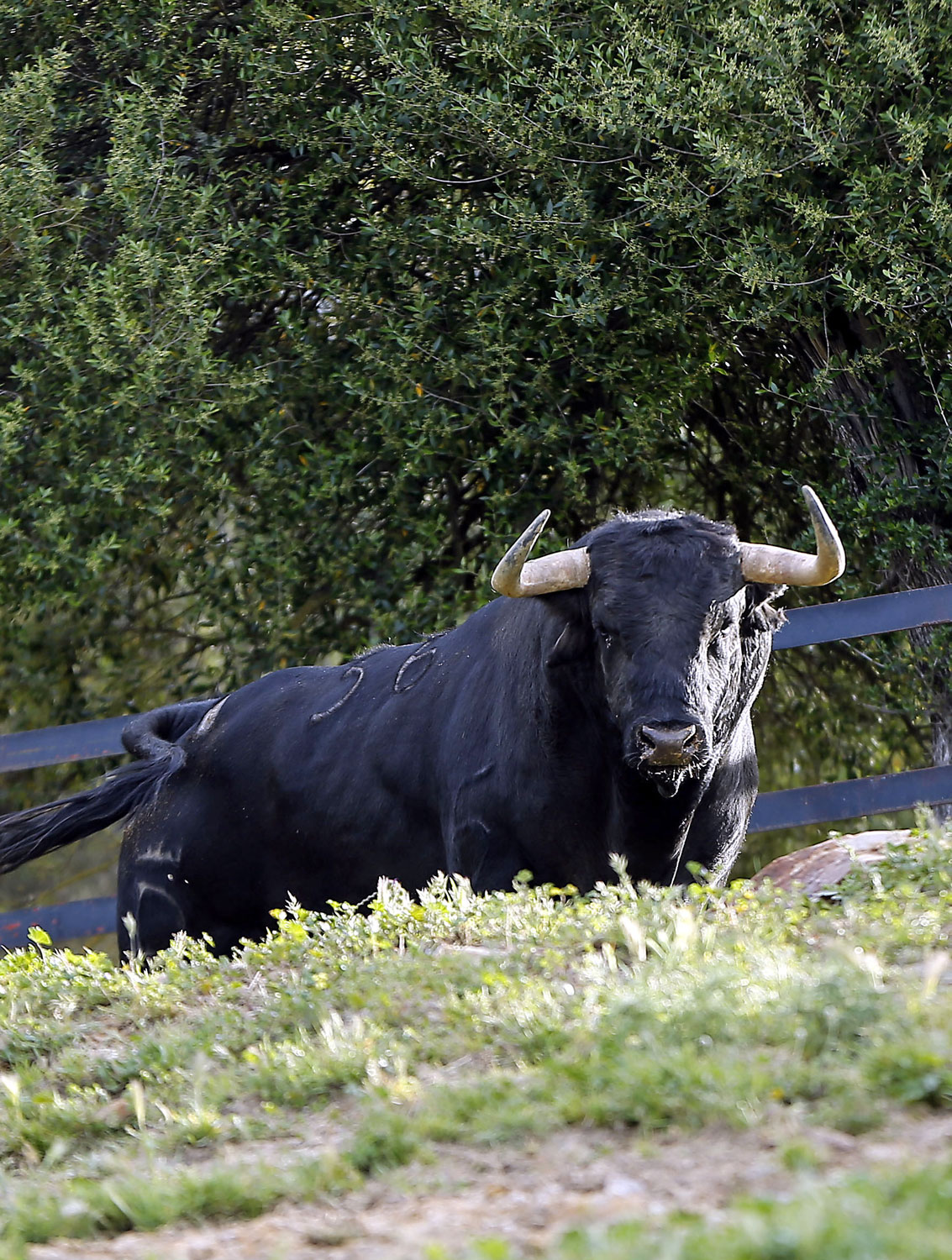 Toros de Santiago Domecq para la Feria de Abril 2019