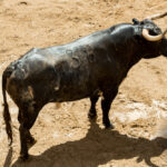 Sorteo. Sevilla, viernes 3 de mayo de 2019. Toros de Victorino Martín