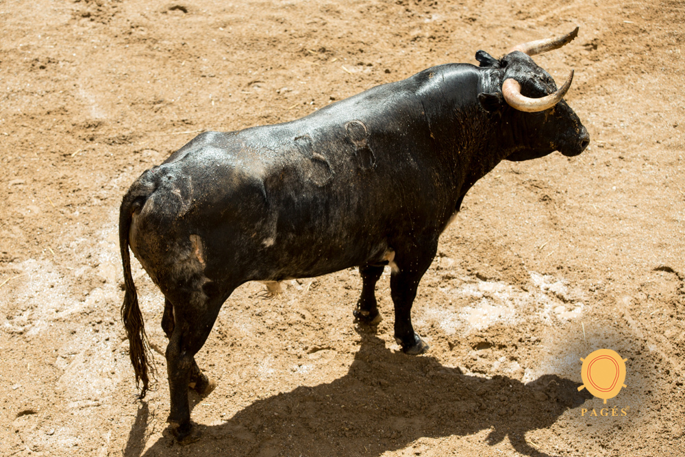 Sorteo. Sevilla, viernes 3 de mayo de 2019. Toros de Victorino Martín