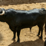 Sorteo. Sevilla, 19 de mayo de 2019