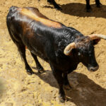 Sorteo. Sevilla, 19 de mayo de 2019