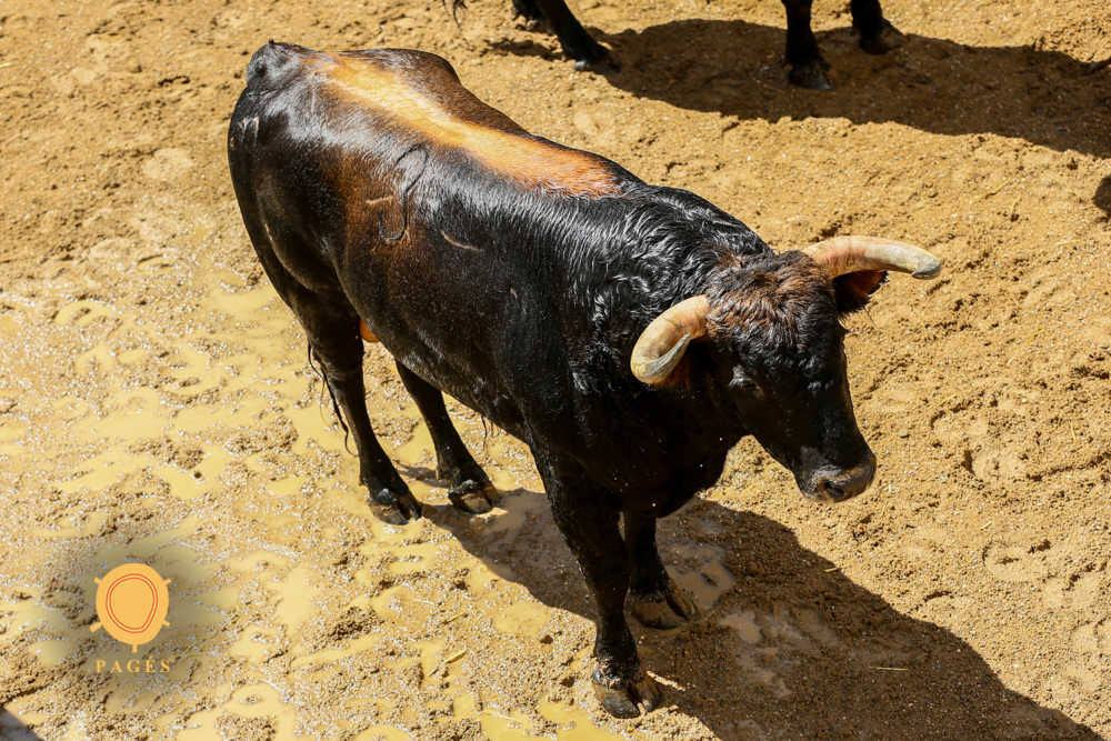 Sorteo. Sevilla, 19 de mayo de 2019