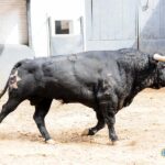 Toros de Jandilla y Vegahermosa para el 23 de mayo de 2019 en Madrid