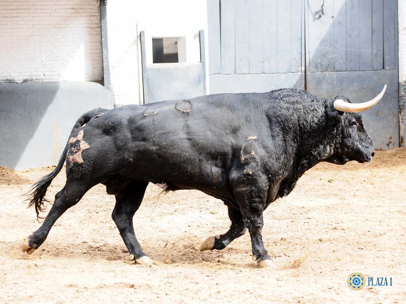 Toros de Jandilla y Vegahermosa para el 23 de mayo de 2019 en Madrid