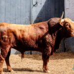 Toros de El Pilar para Madrid. 21 de mayo de 2019