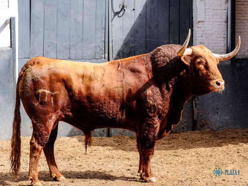 Toros de El Pilar para Madrid. 21 de mayo de 2019