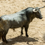 Sorteo. Sevilla, viernes 3 de mayo de 2019. Toros de Victorino Martín