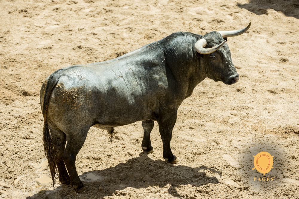 Sorteo. Sevilla, viernes 3 de mayo de 2019. Toros de Victorino Martín