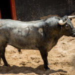 Sorteo. Sevilla, viernes 3 de mayo de 2019. Toros de Victorino Martín