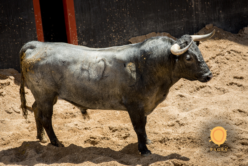 Sorteo. Sevilla, viernes 3 de mayo de 2019. Toros de Victorino Martín