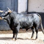 Toros de El Pilar para Madrid. 21 de mayo de 2019