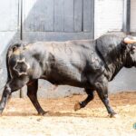 Toros de Jandilla y Vegahermosa para el 23 de mayo de 2019 en Madrid