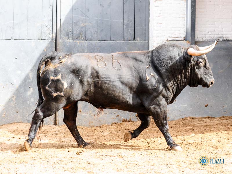 Toros de Jandilla y Vegahermosa para el 23 de mayo de 2019 en Madrid