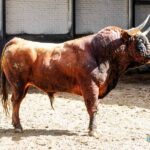 Toros de El Pilar para Madrid. 21 de mayo de 2019