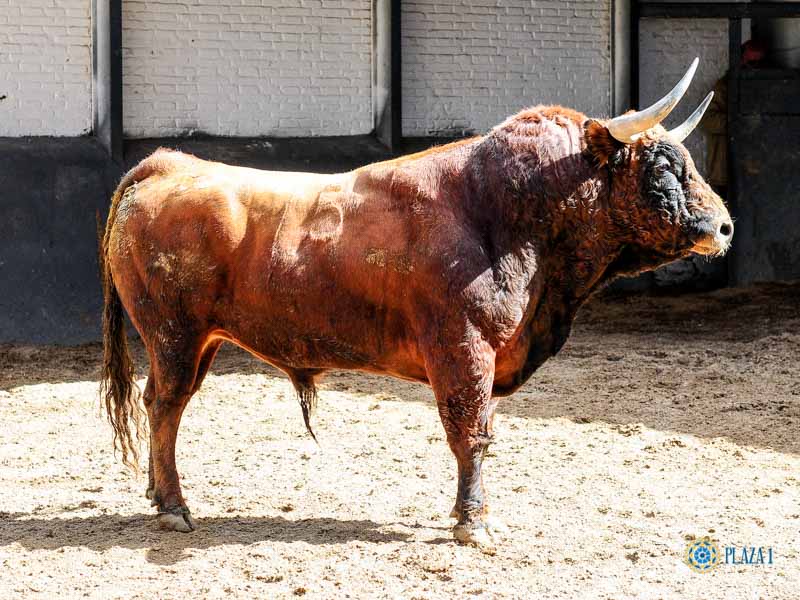 Toros de El Pilar para Madrid. 21 de mayo de 2019