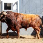 Sorteo, Madrid 18 de mayo de 2019